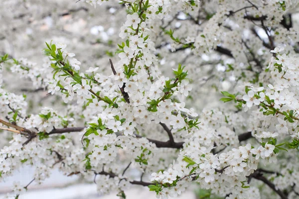 Flores florescentes de cereja — Fotografia de Stock