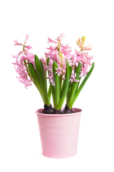 Garnek z hyacinthus — Zdjęcie stockowe