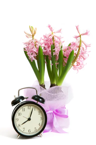 Hyacinth flowers with alarm clock — Stock Photo, Image