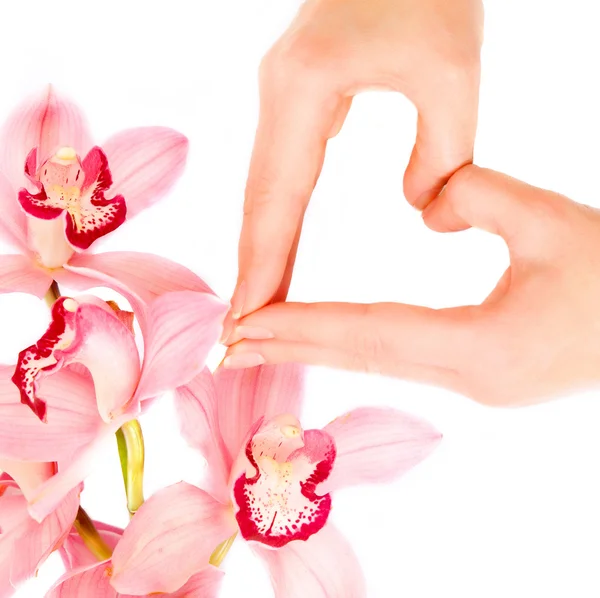 Brunch orchidea fioritura e mani di donna — Foto Stock