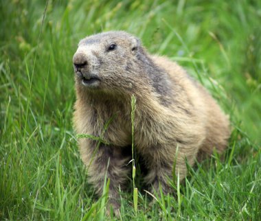 Marmot çim