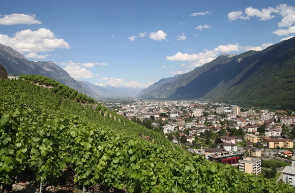 Vinegroves on slope in Alps — Stock Photo, Image