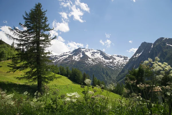 Grüner Hang in den europäischen Alpen — Stockfoto