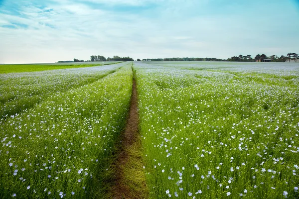 La traccia del trattore sul campo verde — Foto Stock