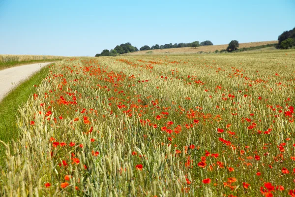 Vetefält i Normandie — Stockfoto