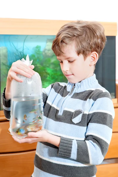 El muchacho mira en el paquete con los peces tropicales — Foto de Stock