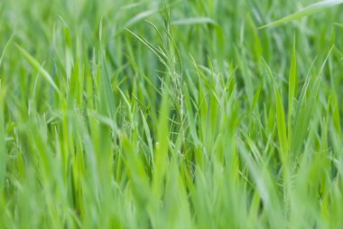 Taze yeşil çimenler