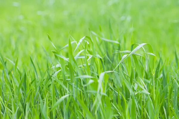 Louka čerstvé zelené trávy — Stock fotografie