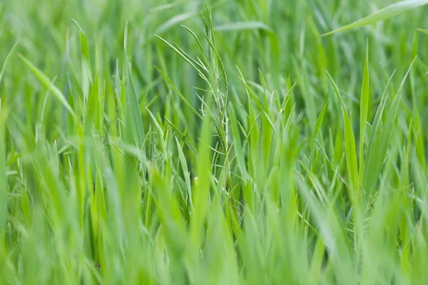 Frisches grünes Gras — Stockfoto