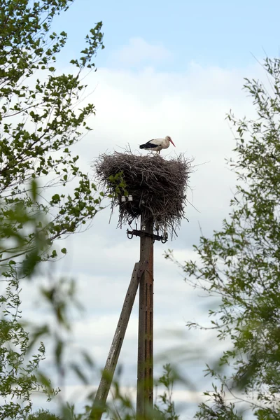 The nest with a stork — Stock Photo, Image