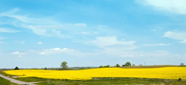 Field of colza in east europe, Poland — Stock Photo, Image