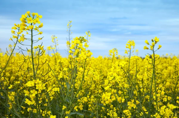 The inflorescences of rape — Stock Photo, Image