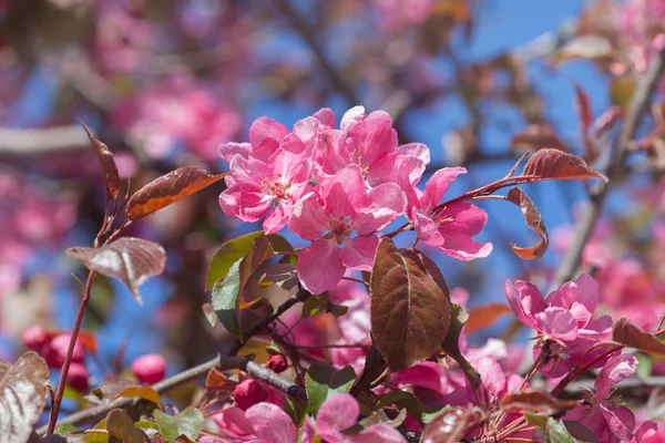 Las flores de manzana — Foto de Stock