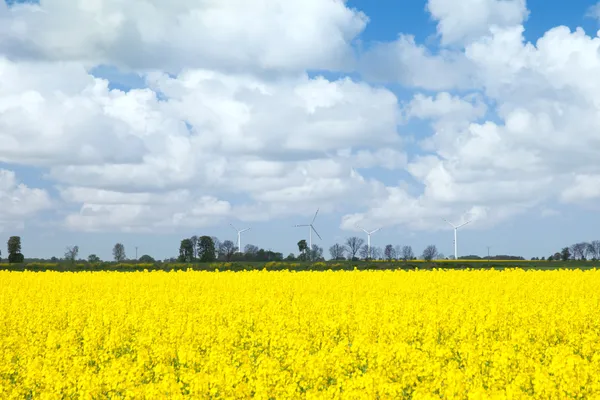 O campo de estupro amarelo contra turbinas eólicas — Fotografia de Stock