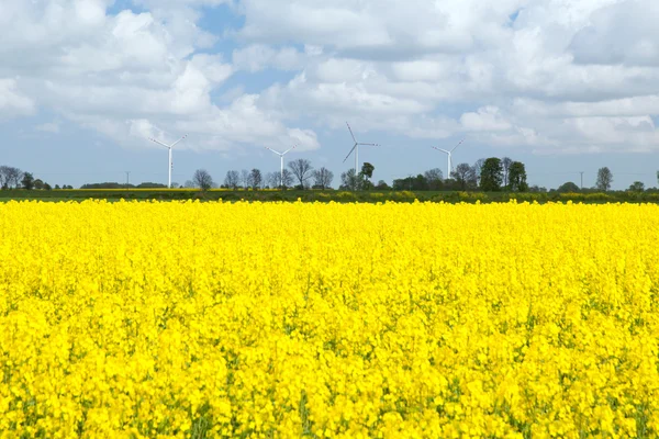 Campo de colza amarillo contra generador eólico —  Fotos de Stock