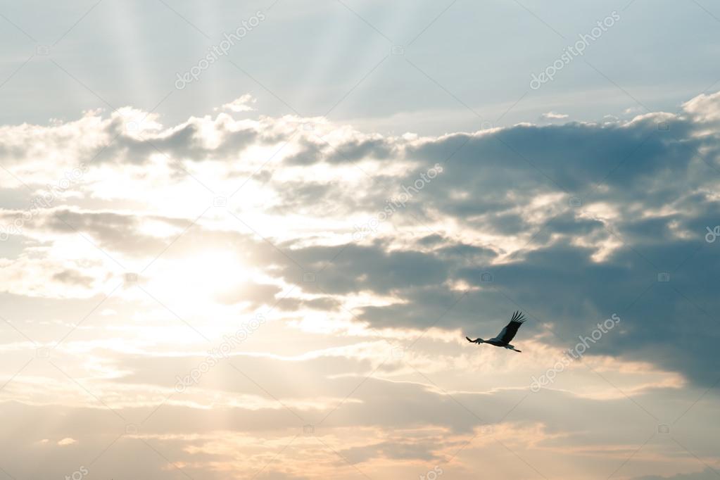 Flying stork at sunset