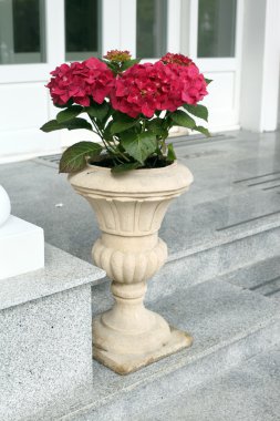 Seramik kap içinde kırmızı ortanca