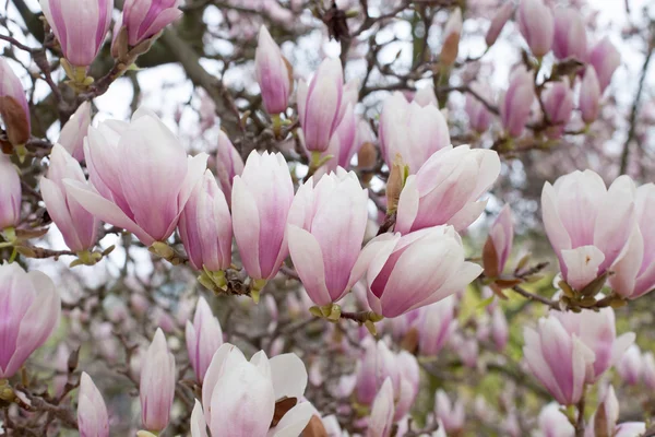 Blossom magnolia — Fotografie, imagine de stoc