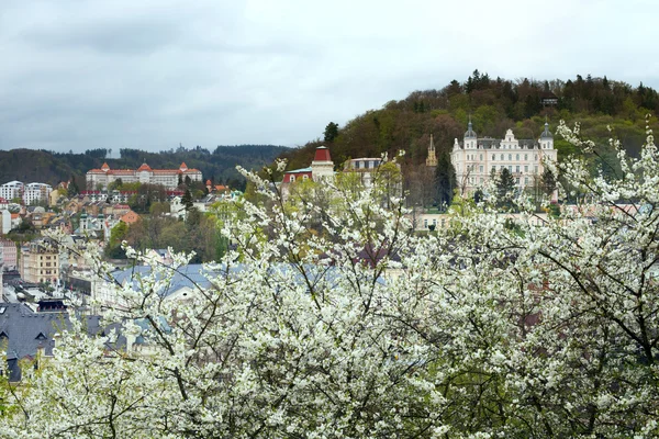 Blooming bushes of cherry in Karlovy Vary — Stock Photo, Image