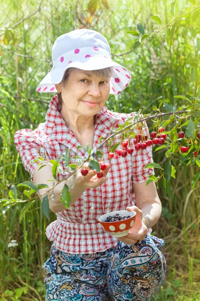 Mature woman harvests cherry berries — Stock Photo, Image