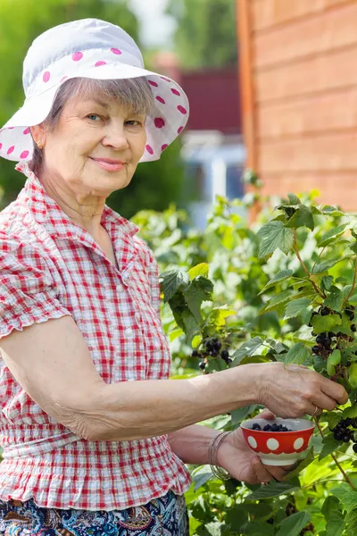 Seniorin in der Nähe von Büschen mit schwarzer Johannisbeere — Stockfoto