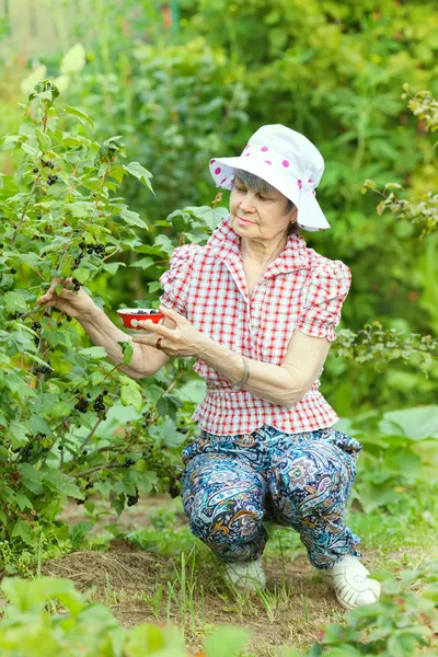 Mature woman picks  currant berries — Stock Photo, Image