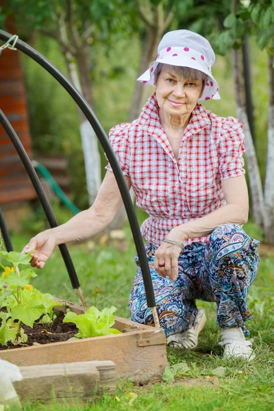 Mulher sênior na cama de jardim de pepino — Fotografia de Stock