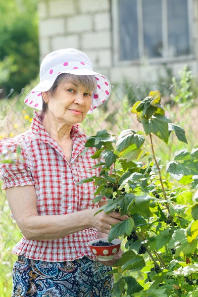 Rentnerin mit Zweig schwarzer Johannisbeere — Stockfoto