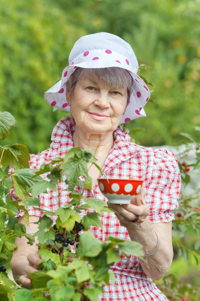 Donna anziana vicino a cespugli di ribes nero — Foto Stock