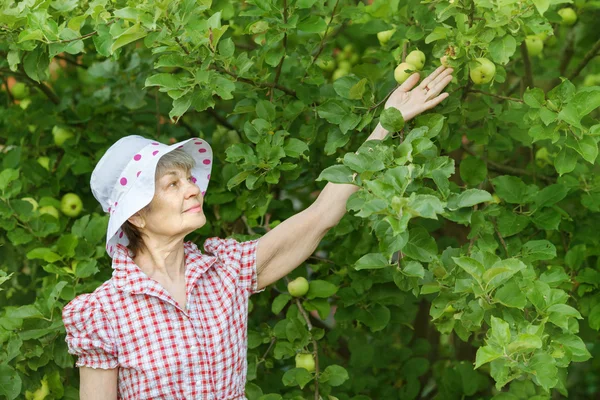 Mujer jubilada comprueba manzanas en el árbol — Foto de Stock