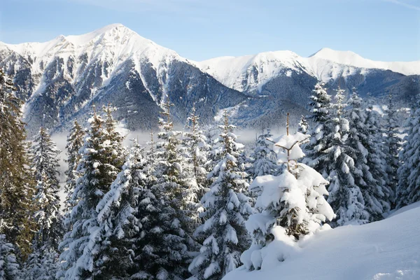 Bosque nevado — Foto de Stock