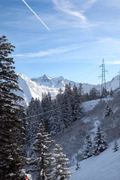 Foresta nelle Alpi — Foto Stock