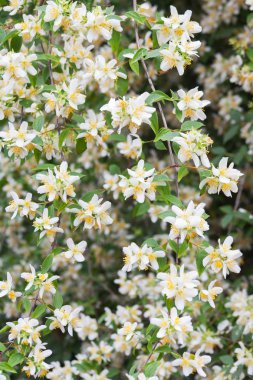 çiçek açan Yasemin