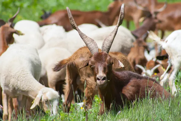 Goat rests — Stock Photo, Image