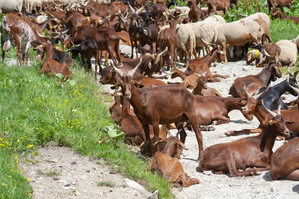 Mandria caprina — Foto Stock