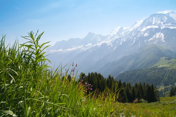 Fields in mountains — Stock Photo, Image