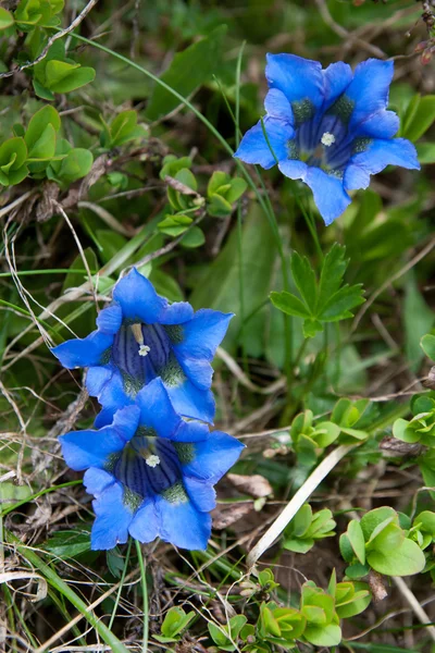 Blå blommor — Stockfoto