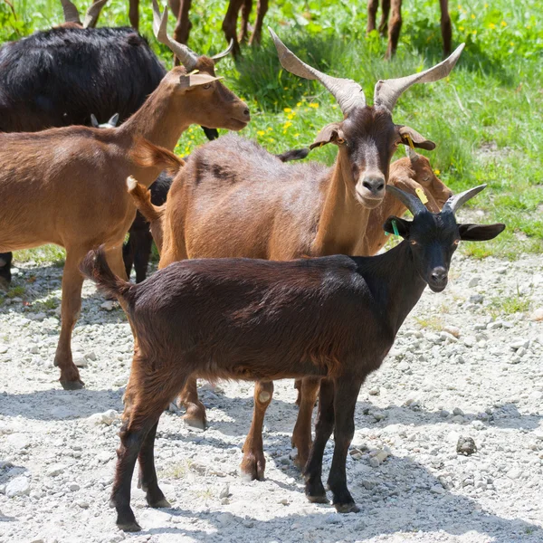 Koza i goatling — Zdjęcie stockowe