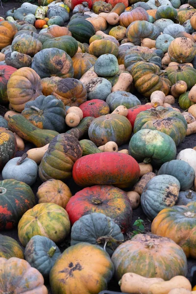 multi-colored orange yellow-green and gray pumpkins lie on the ground. Halloween background for holiday