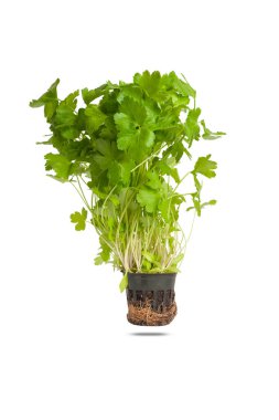 Siyah saksıda taze maydanoz yaprağı tohumu beyaz arka planda izole edilir, yakın plan. Yüksek kalite fotoğraf