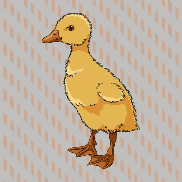 Realistic duckling side view — Stock Vector