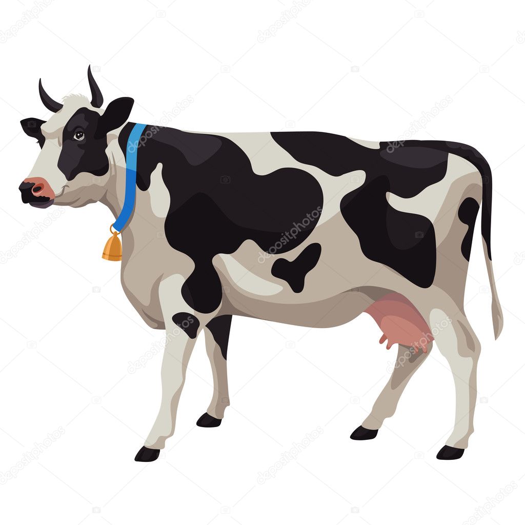 Black and white cow, side view, isolated