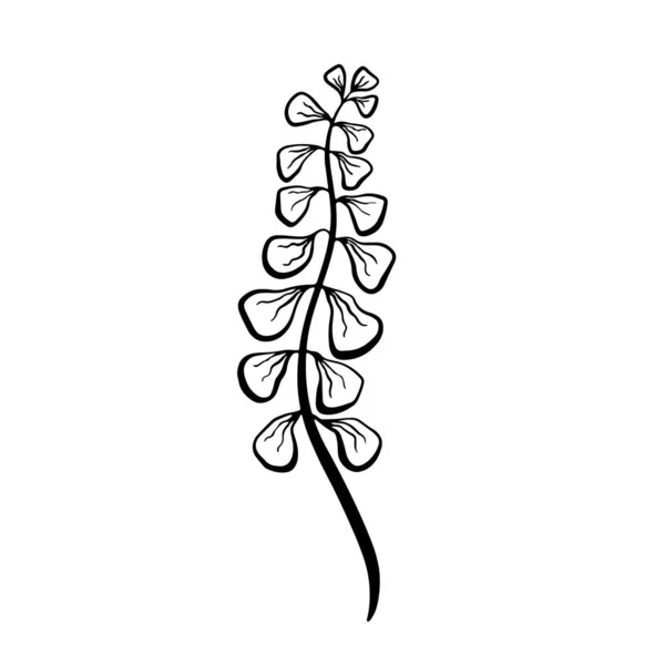 Vector 일러스트는 모양의 스케치를 직선으로 것이다 아름다운 식물학적 꽃무늬 식물의 — 스톡 벡터