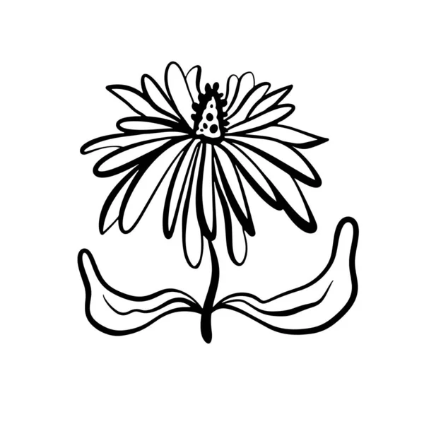 Vector 일러스트는 모양의 스케치를 직선으로 것이다 아름다운 식물학적 꽃무늬 식물의 — 스톡 벡터