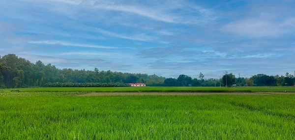 Вид Сверху Зеленое Рисовое Поле Расположенное Бангладеш — стоковое фото
