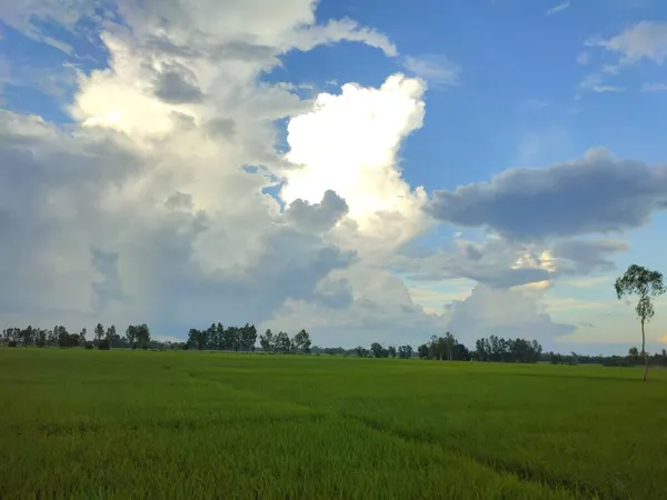 Вид Сверху Зеленое Рисовое Поле Расположенное Бангладеш — стоковое фото
