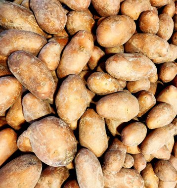 Patates. Solanum tüberozum. Kök Amerika 'ya özgü sebze..