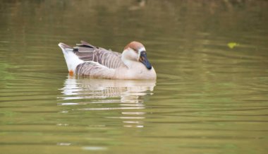 Anser Bird. Su kuşu cinsi Anser gri kazlar ve beyaz kazları içerir. Gerçek kaz ve kuğu alt ailesine ait.