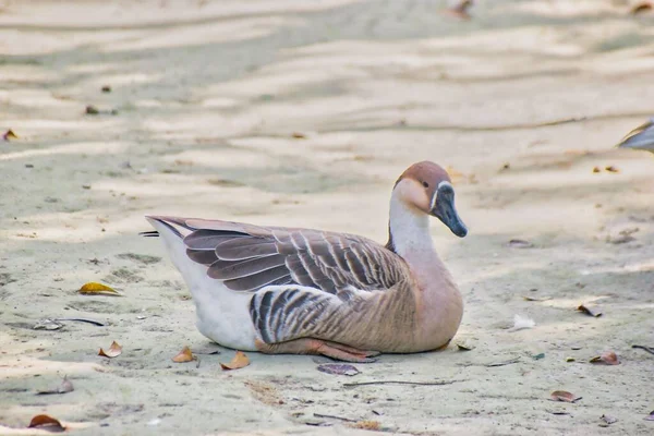 Anser Bird Waterfowl Genus Anser Includes Grey Geese White Geese — Stock Photo, Image