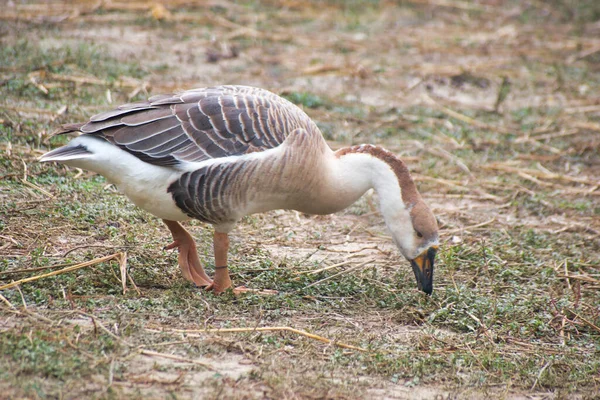 Anser Bird Waterfowl Genus Anser Includes Grey Geese White Geese — Stock Photo, Image